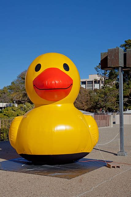 Duck and UCSB Gaucho mascot | Flickr - Photo Sharing!