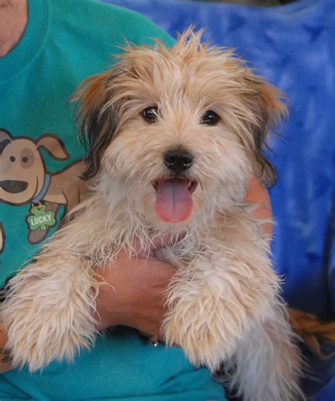 Axel is a zany, fun-loving Cockapoo puppy debuting for adoption today ...