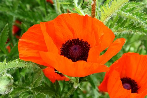 Beautiful Poppies Color Orange Free Stock Photo - Public Domain Pictures