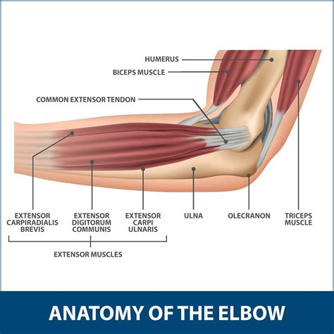 Little Leaguer's Elbow | Florida Orthopaedic Institute