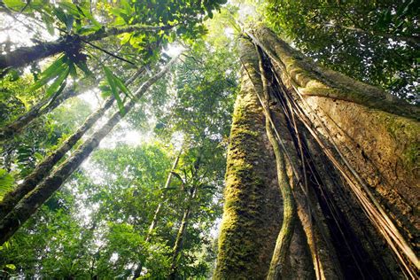 Scientists Unravel How and Why Amazon Trees Die & Why Tree Mortality Is ...