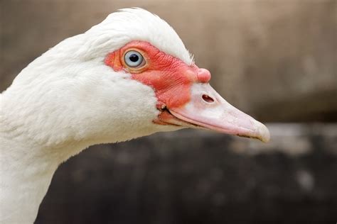 The Muscovy Duck - The American Poultry Association (APA)