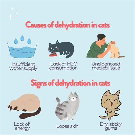 Dehydration in Cats: The Ultimate Guide to Keeping your Cat Healthy