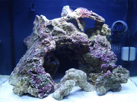 33+ Aquascaping Reef Images