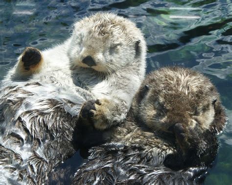 Otters Hold Hands at Vancouver Aquarium — The Daily Otter