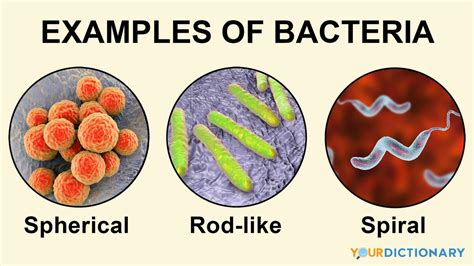 Examples of Bacteria: Types and Infections | YourDictionary