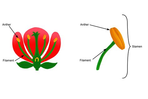 The stamen is the male reproductive part of the flower