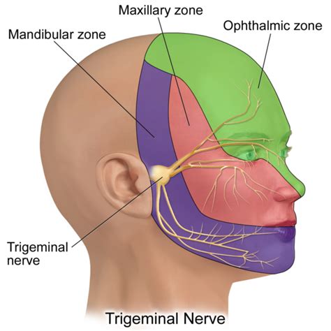 The Trigeminal Nerve (CN V) | Cranial Nerves | Geeky Medics