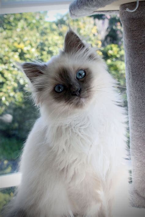 Birman Kitten - Blue Point - 3 Months old | Cute cats, Pretty cats ...