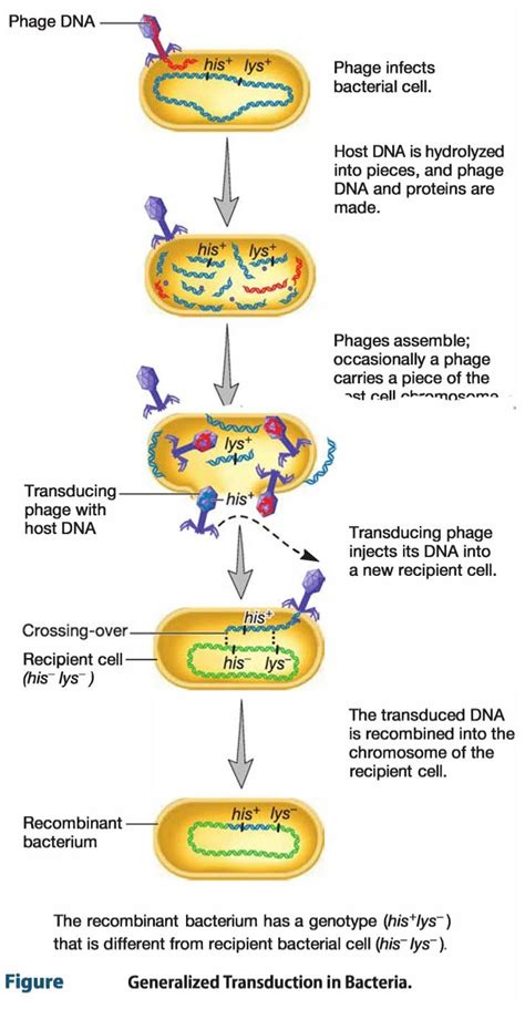 Bacterial Transduction- Horizontal gene transfer- lytic and lysogenic cycle