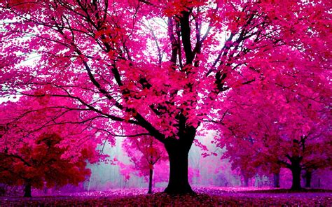 Pink Wallpapers For Desktop 2016 HD Wallpapers Wide