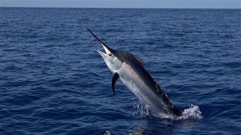 560-pound swordfish caught by North Carolina father and son: report ...