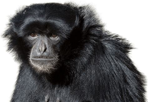 Siamang | National Zoo & Aquarium