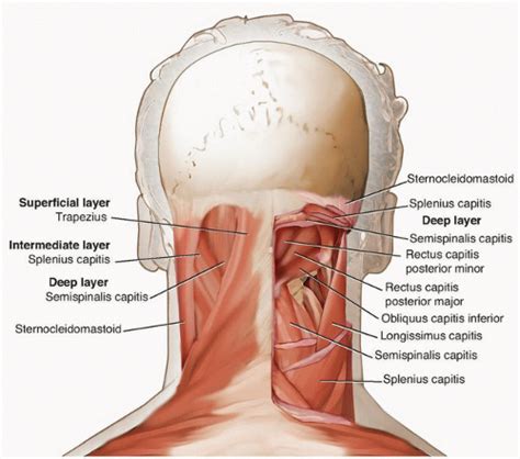 Posterior Cervical Approach | Musculoskeletal Key