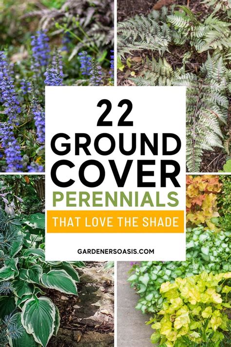 Ground Cover Plants For Shade (Perennials That Keep Weeds Down) in 2024 ...