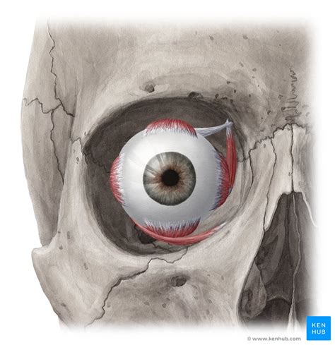 Extraocular muscles: Anatomy and movements | Kenhub