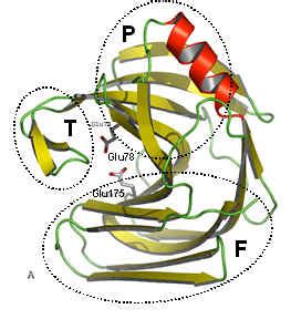 Xylanase structure