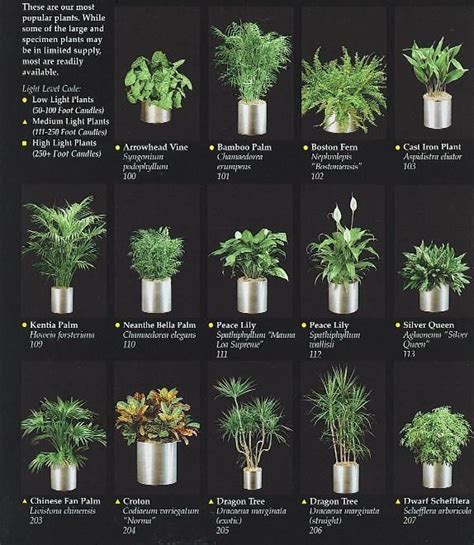 indoor plants for an office