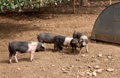 Hampshire Pig for Meat and Breeding - Countryside