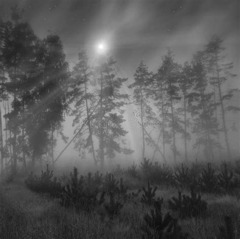 Moonlight forest stock image. Image of landscapes, tree - 12389431