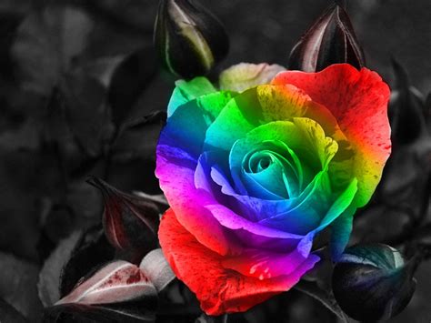 Rainbow Flower wallpaper | 1600x1200 | #3424