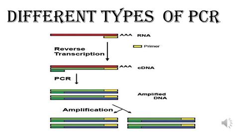 DIFFERENT TYPES OF PCR - YouTube