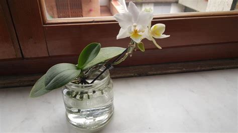 Hydroponic orchid | Hydroponics, Aquaponics, Hydroponic growing