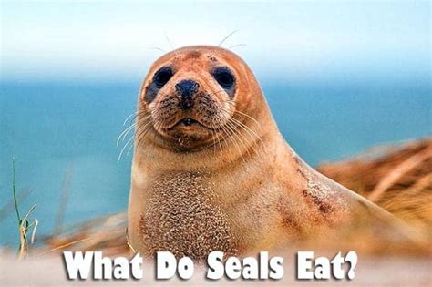 What Do Seals Eat? | Seals Diet By Types | What Eats Seals?