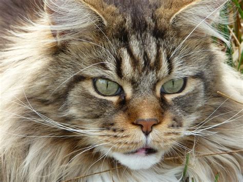 The Maine Coon Cat; the Only Long Haired Cat Native to the United ...