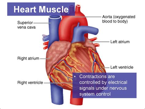 Cardiac emergencies and cpr - online presentation