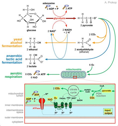 Alcohol Fermentation Pathway