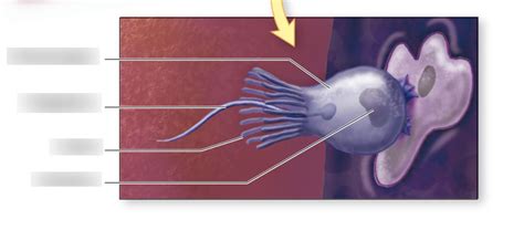 BIOL-1407: Choanocyte Diagram Diagram | Quizlet