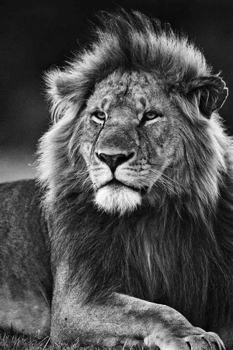 Lion Desktop Wallpaper Black And White