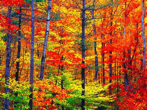 autumn, Season, Fall, Color, Tree, Forest, Nature, Landscape Wallpapers ...