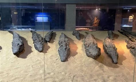 In pics: Know more about Aswan's largest mummified crocodile museum ...