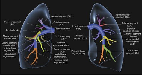 Pulmonary vascular anatomy & anatomical variants. | Semantic Scholar