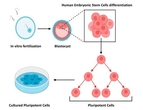 Embryonic stem cells as tools for investigating human development ...