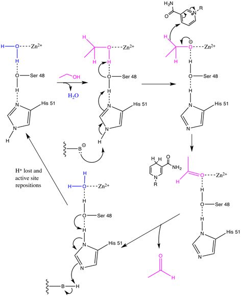 Alcohol Dehydrogenase – Alcohol Metabolism