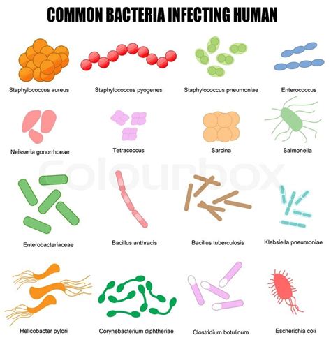 Common bacteria infecting human, ... | Stock vector | Colourbox