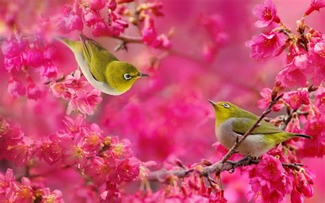 Wallpaper Birds And Flowers (61+ images)