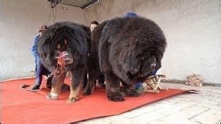 How Tall Are Tibetan Mastiff Standing On Their Hind Legs