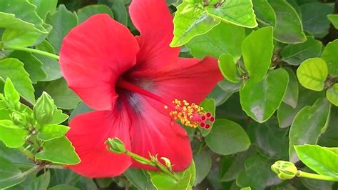 HIBISCUS ROSA SINENSIS: Reproducción, cultivo, cuidados y más