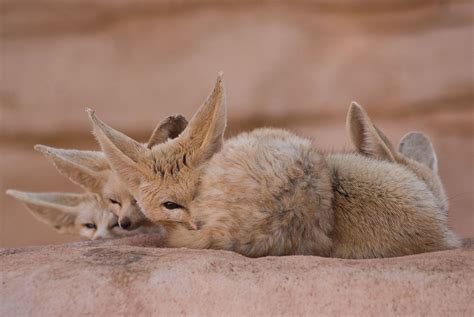 Fennec Fox Facts, Pictures & Information: African Desert Fox