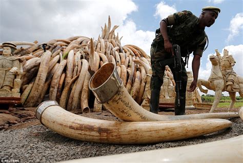 Nairobi National Park burns ivory worth £68m in bid to stamp out ...