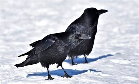 Crow Symbolism & Meaning & the Crow Spirit Animal | UniGuide