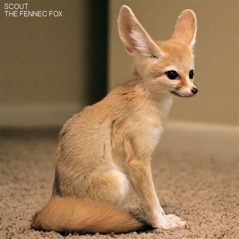 scout Archives • The Dro | Fennec fox pet, Fennec fox, Cute baby animals