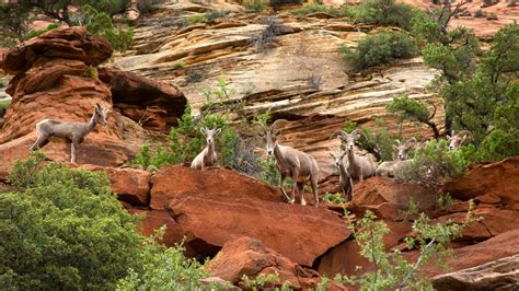 The Traveler's Guide to Zion National Park Wildlife