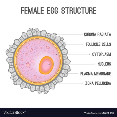 Egg Cell Diagram Simple