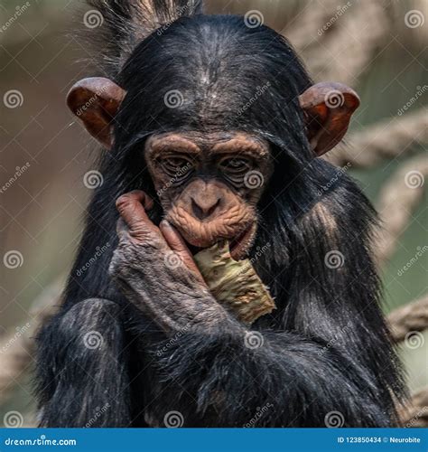 Portrait of Cute Baby Chimpanzee Playing with Food Stock Photo - Image ...