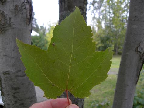 Incoming BYTES: Sugar-Maple leaves DO turn Red